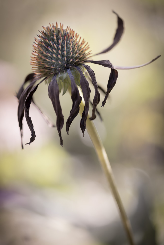 Platz 11 Anton Kienle